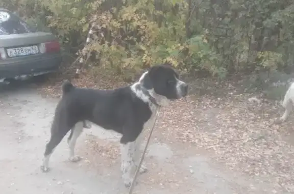 Пропала собака Яран на Куйбышевском шоссе, Рязань