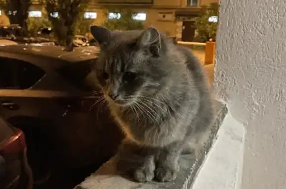 Найдена пушистая кошка на ул. Глинки, 5 в Уфе