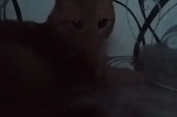 Пропала кошка Рыжая Милка в Ельце, Липецкая область