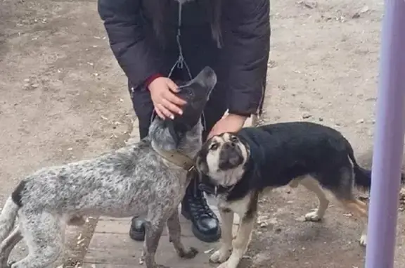 Пропала собака Кузя, ул. Танкистов 55А, Саратов
