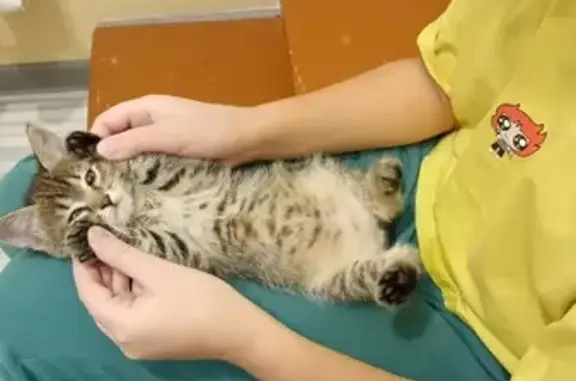 Найдена кошка в Егорьевске: бежево-тигровый котенок с адресом на Островского, 23