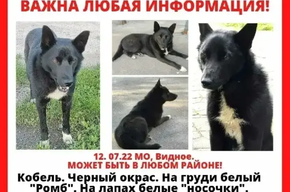 Пропал пес Лайк, ищут с 12.07.22г. в Калиновке, Федюково.
