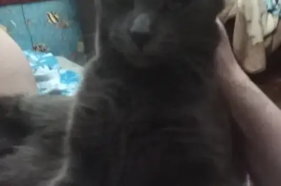 Кошки потеряшки, Санкт-Петербург, фото: Потеряшка кошка на улице Подвойского, СПб.