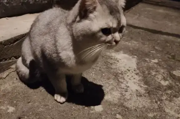 Найден кот на Фабричной улице, Мытищи