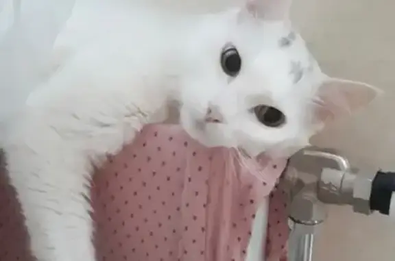 Кошки потеряшки, , фото: Потеряшка кошка Айс, ул. Школьная, 15 к1, Сеница