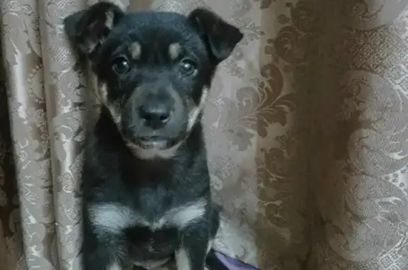 Найдена собака на улице К. Либкнехта, Иркутск
