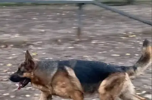Найдена собака в Хорошево-Мневниках, Москва