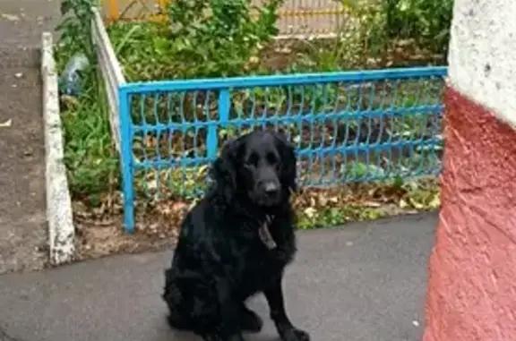 Объявления о пропавших и найденных животных, Волгодонск, фото: Найден черный спаниель на ул. 30 лет Победы, 7
