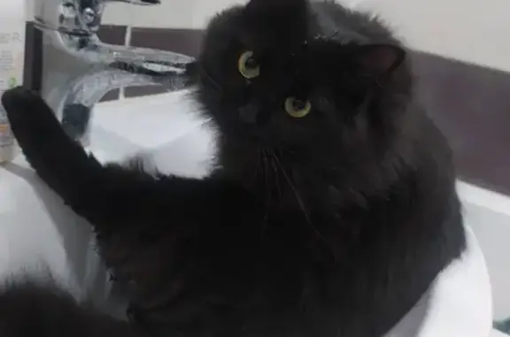 Потерянные животные Смоленск, фото: Пропала кошка Мокка, ул. Тенишевой 31, Смоленск