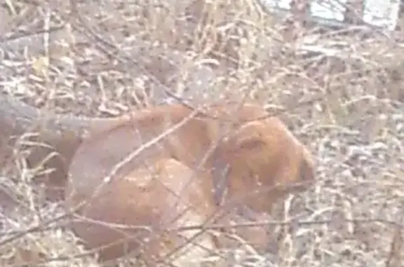 Собака найдена на улице Назара Широких, 2, Чита.