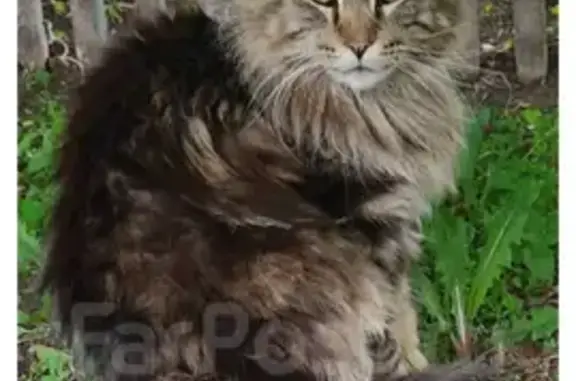 Пропала кошка Мейнкун в поселении Надеждинское