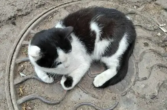 Найден котик с ошейником в Липецке