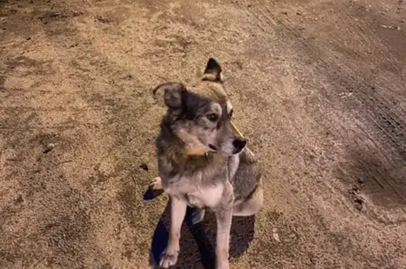 Найдена собака на Заокской ул. в Калуге