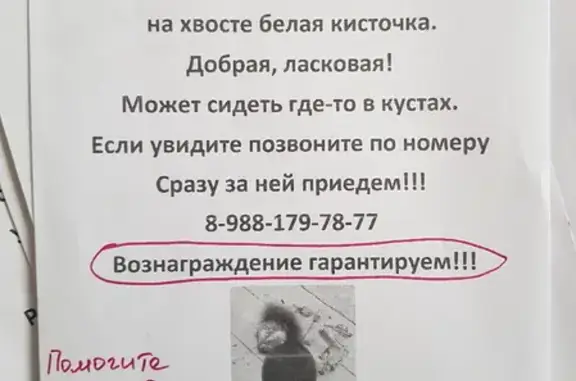 Пропала слепая собака в Нариманове, Астраханская область