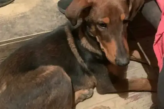 Найдена собака в Балашихе, ул. Трудовых Резервов 12