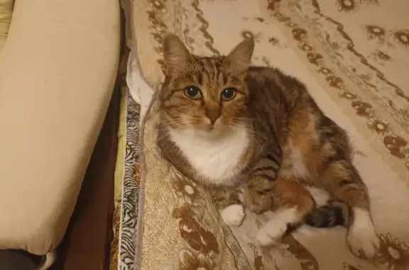 Пропала кошка Котейка на Шекснинском пр-те, 25 в Череповце