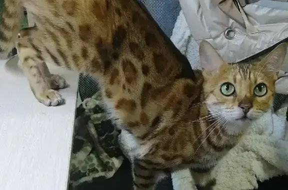 Пропала бенгальская кошка в Донецке