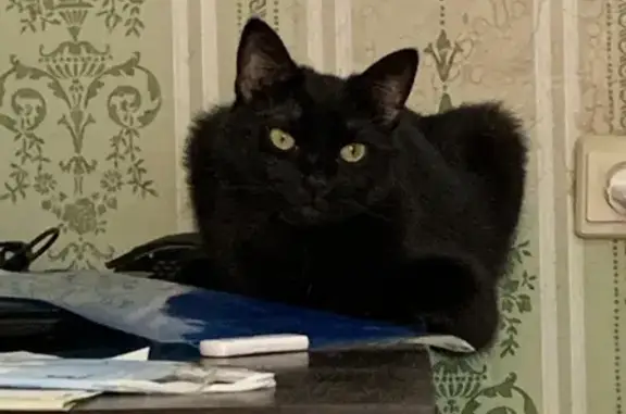 Потерянные животные Смоленск, фото: Пропала кошка Марс на Октябрьской Революции, 32 (Смоленск)