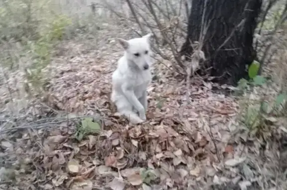 Найдена белая собака на Студенческом проспекте, ищем приют и куратора.