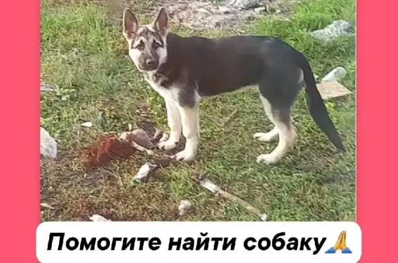 Пропала собака в Губкине, Белгородская область