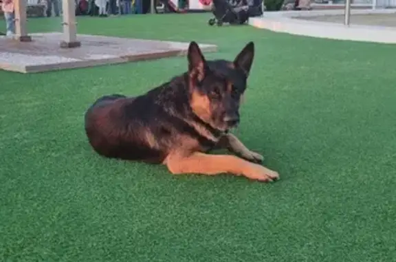 Найдена собака на Приморской, ищет хозяев