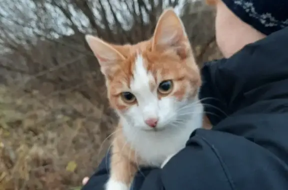 Найден домашний кот на ул. Свердлова, 15А