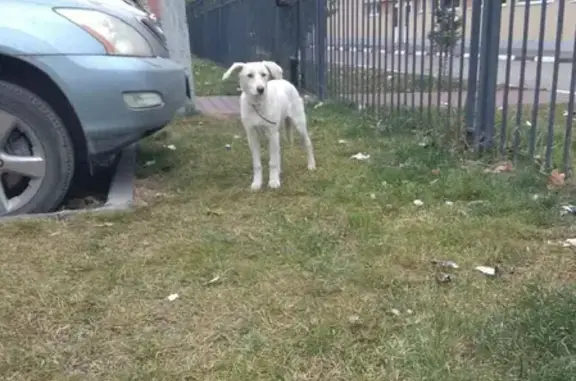 Найдена собака на бульваре Архитекторов, 2 в Омске