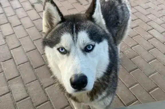 Собака на Куземетьевской, 13: потеряна или брошена?