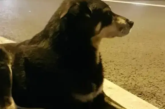 Найдена собака на ул. Маршала Казакова, СПБ