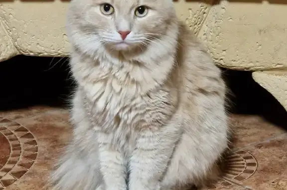 Найден персиковый кот с укороченным хвостом на ул. Советская