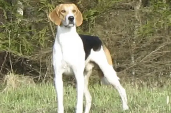 Найдена собака в лесу после д. Ямново (Нижегородская область)