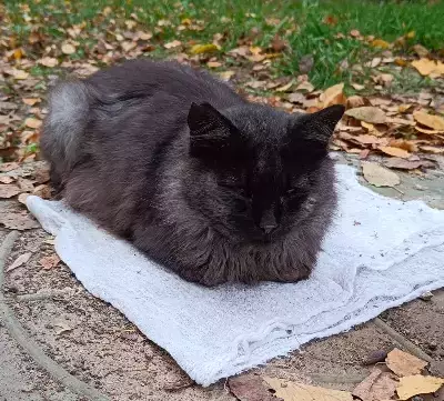 Найдена кошка на Ленинградском проспекте