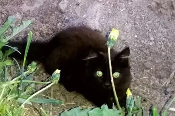 Пропала кошка Яшка в Иглино, Башкортостан