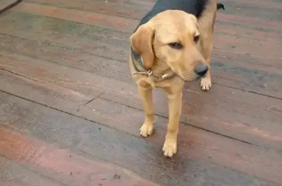Найдена собака в Балашихе на заправке 
