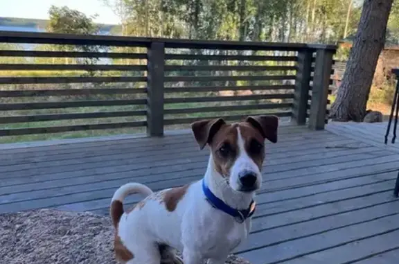 Собаки потеряшки, Санкт-Петербург, фото: Потеряшка щенок Бакс на Глухарской 33/1, СПб