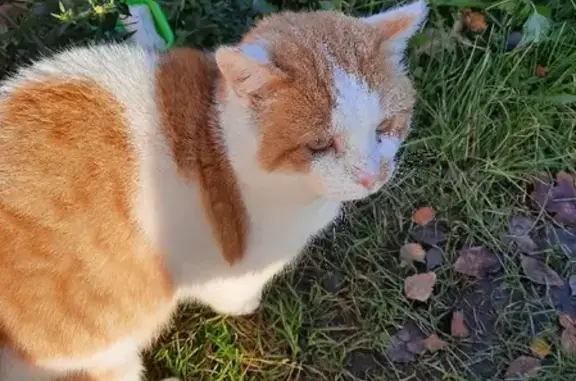 Найден кот в Семеновском районе, Нижегородская область