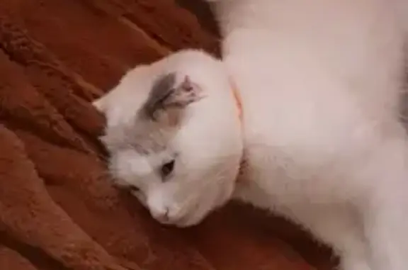 Пропала кошка на Советской улице с оранжевым ошейником