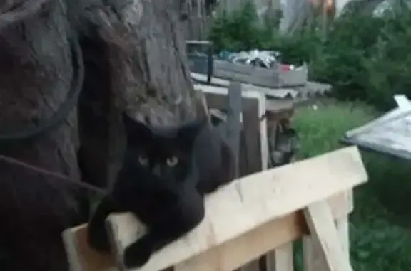 Пропала чёрная кошка на ул. Котляра, 161