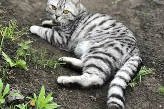 Пропала кошка в Чердаклинском городском поселении.