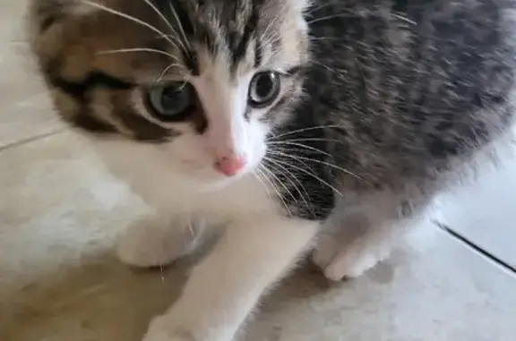 Найдена кошка-котёнок в Берёзовском