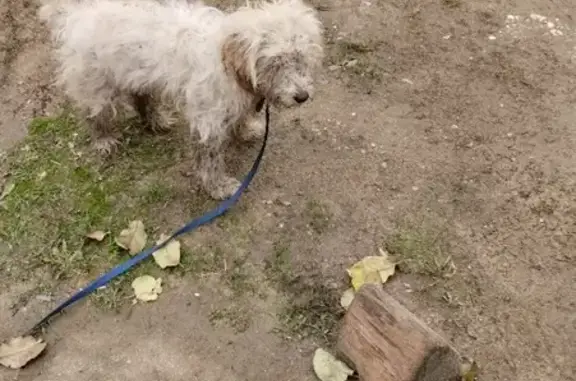 Собака найдена в Гагарине, ищем хозяина!