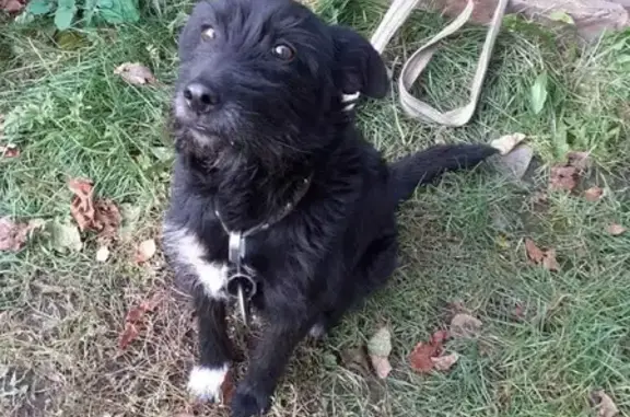 Пропала слепая чёрная собака на ул. Павлика Морозова, Кунгур
