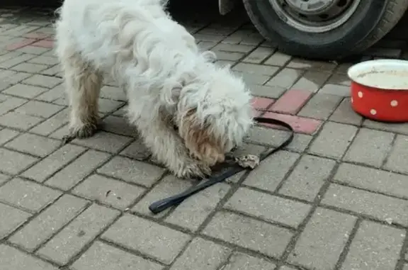 Найдена собака Болонка на ул. Ленина, Гагарин.