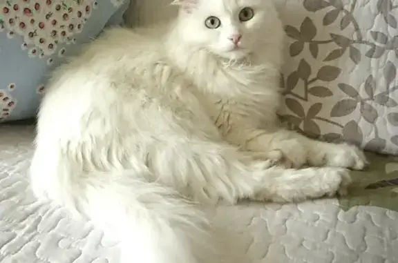 Пропала белая ангорская кошка возрастом 1,5 года на улице 1 Мая, 2А, Чебаркуль.