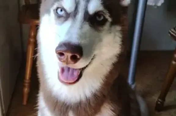 Потерянные животные Новокузнецк, фото: Пропала собака на ул. Климасенко, 34 в Новокузнецке