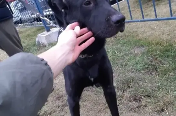 Собака найдена на улице Виктора Уса, 4, Новосибирск