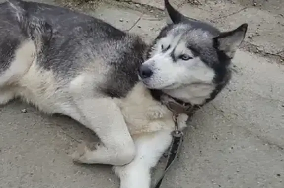 Собака Хаски найдена в Серпухове