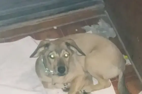 Найден щенок на Клинической, Самара