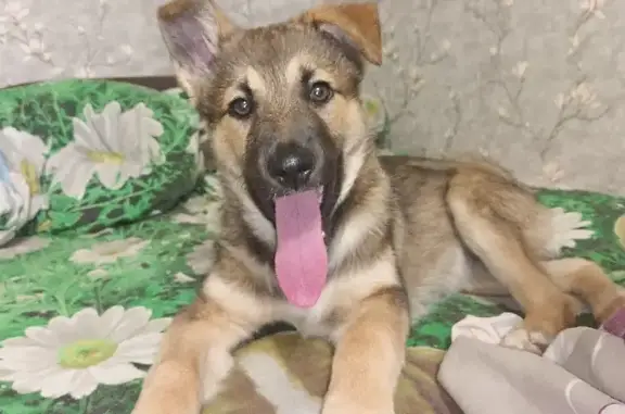 Найдена собака на Светлом переулке, 36 в Томске