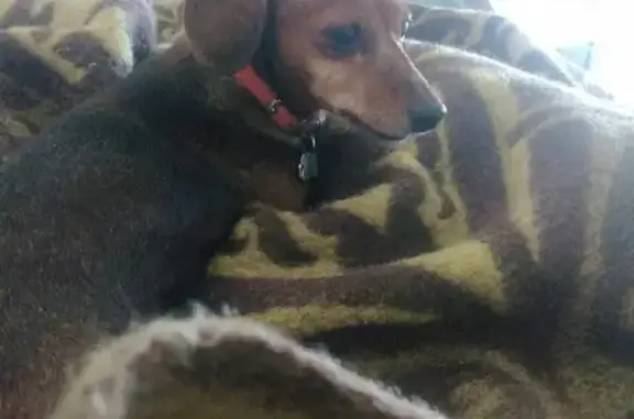 Собаки потеряшки, Москва, фото: Потеряшка собака в Золотово, МО!